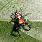 Jumping spider