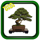 Bonsai in Spanish Download on Windows