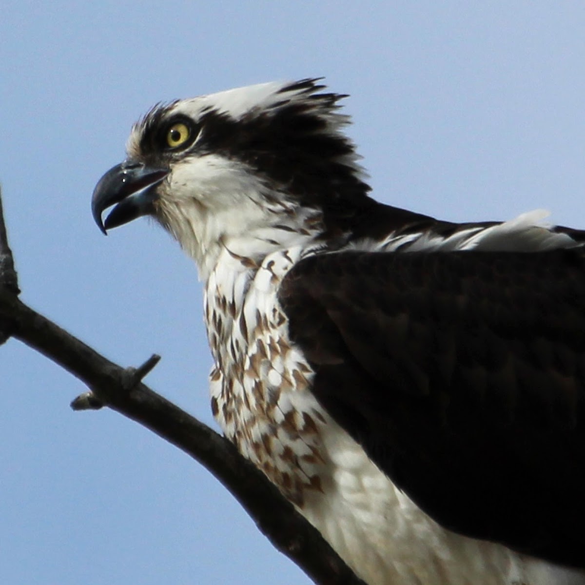 Osprey