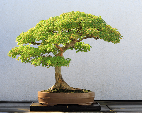 Bonsai Careのおすすめ画像3