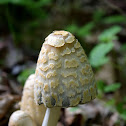 Scaly Ink Cap