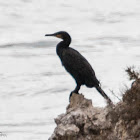 Cormorant