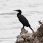 Cormorant