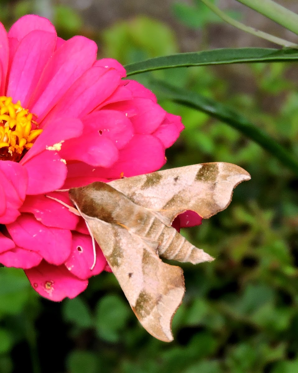 Hog Sphinx Moth