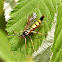 Ichneumon wasp