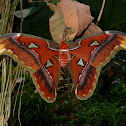 Atlas Moth