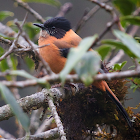 Rufous sibia