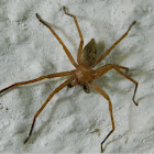 Olios huntsman spider