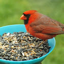 Northern Cardinal