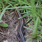 American five-lined skink