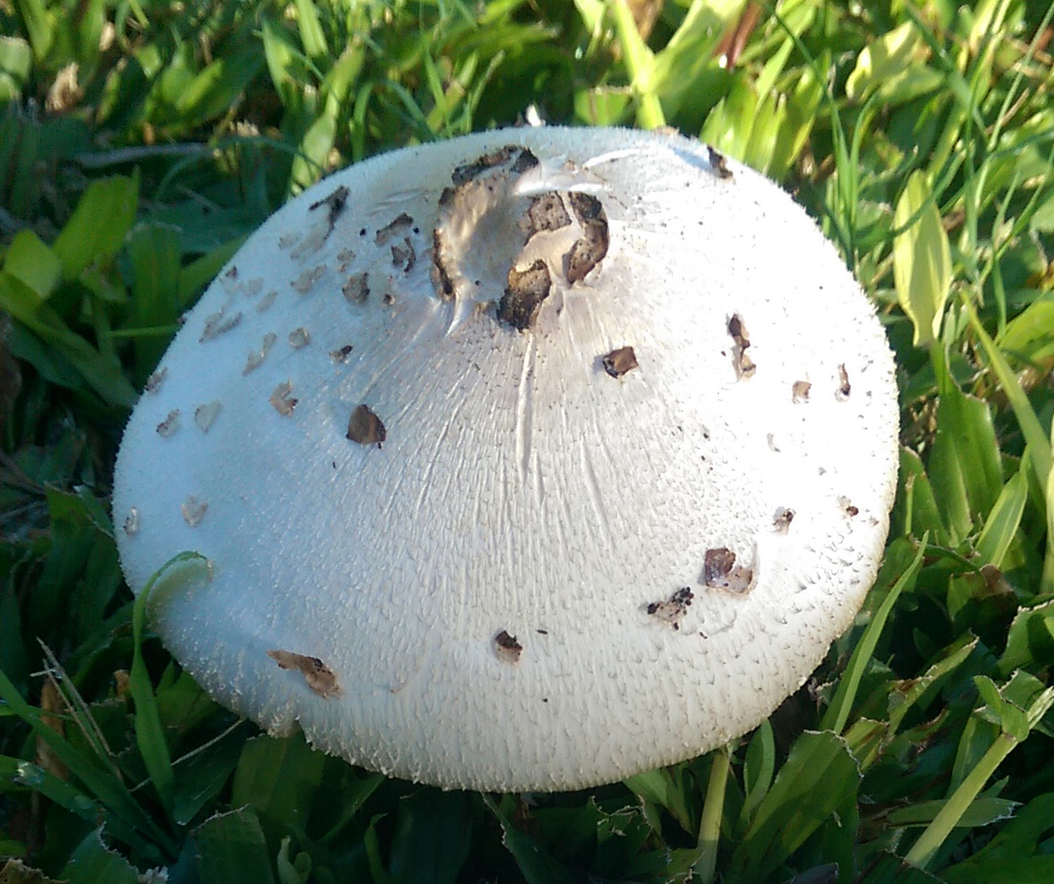 False Parasol Mushroom