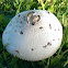 False Parasol Mushroom