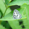 Common Pierrot