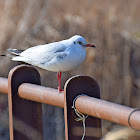 Black-headed Gull