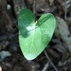 Arrowleaf Ginger