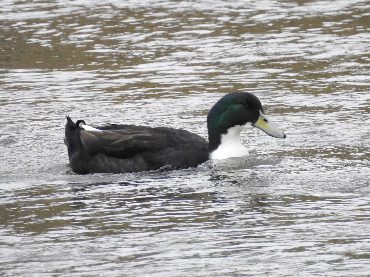 Domestic Duck