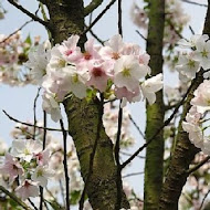 【竹子湖】山園野菜餐廳