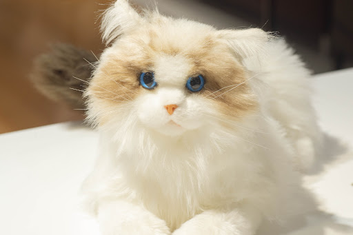 撮影体験用に設置された猫のぬいぐるみ