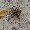 Cane Spider