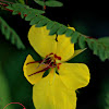 Partridge Pea