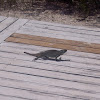 Turks and Caicos Rock Iguana