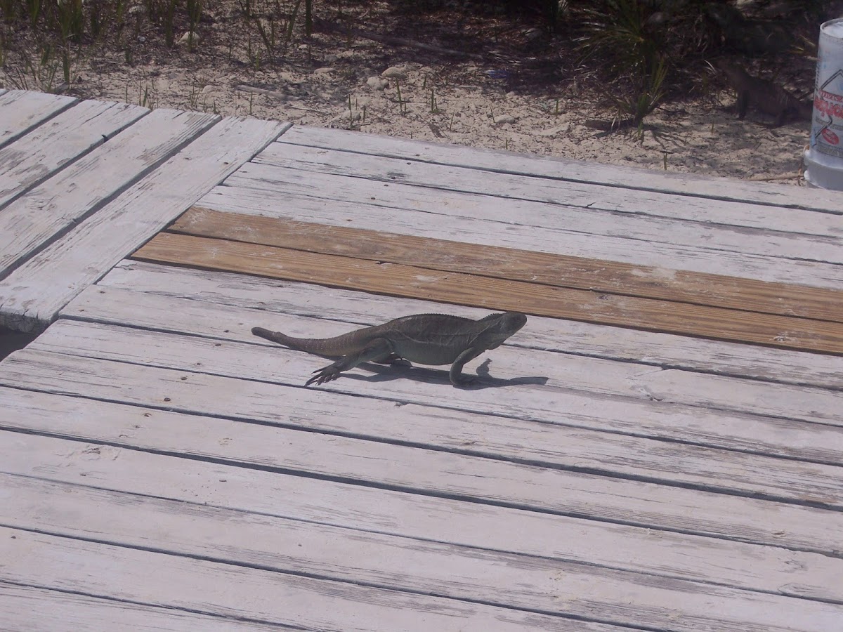 Turks and Caicos Rock Iguana