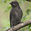 drongo