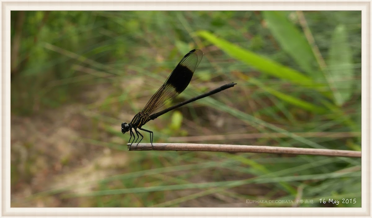 Euphaea decorata 方帶幽蟌