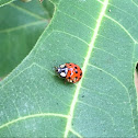 Lady beetle