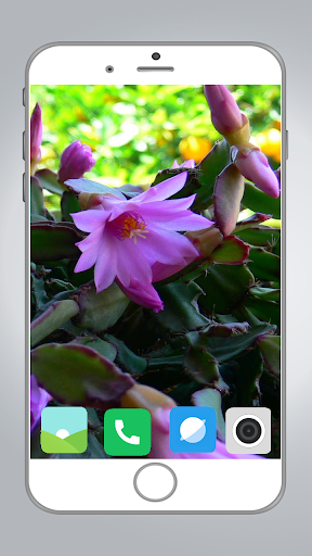 Cactus Flower HD Wallpaper