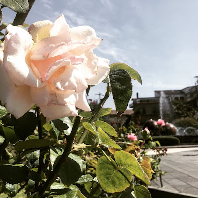 Rose nella piazza. Piazza Marconi,Trecastagni,Catania-Sicilia. di OlgaB