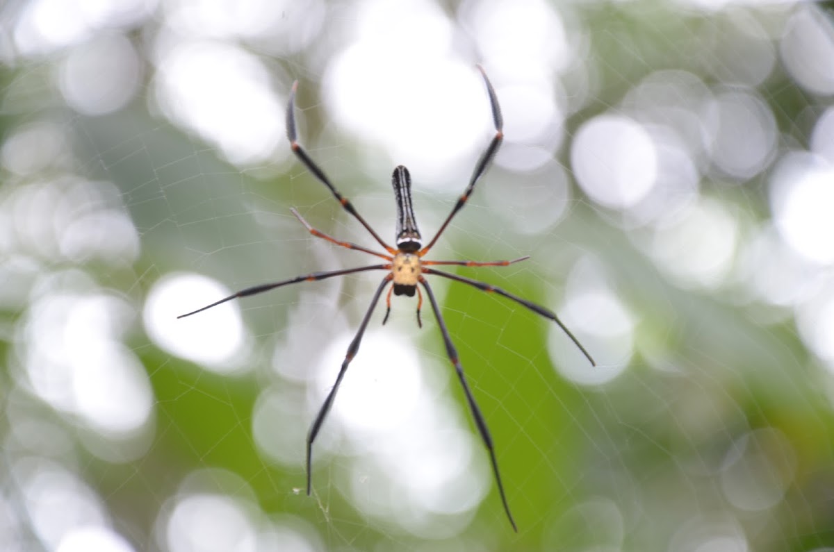 Golden orb web spider