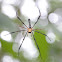 Golden orb web spider