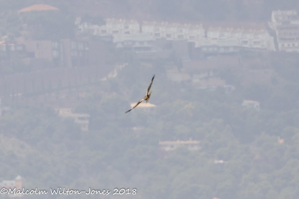 Marsh Harrier; Aguilucho Lagunero