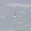 Marsh Harrier; Aguilucho Lagunero