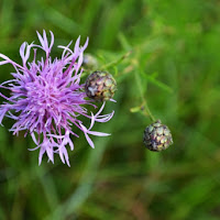 Fiore di Campo di 