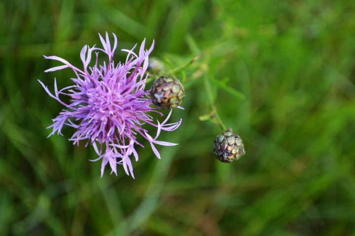 Fiore di Campo di Djdan82