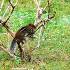 Indian Palm Squirrel