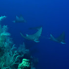 Spotted Eagle Ray