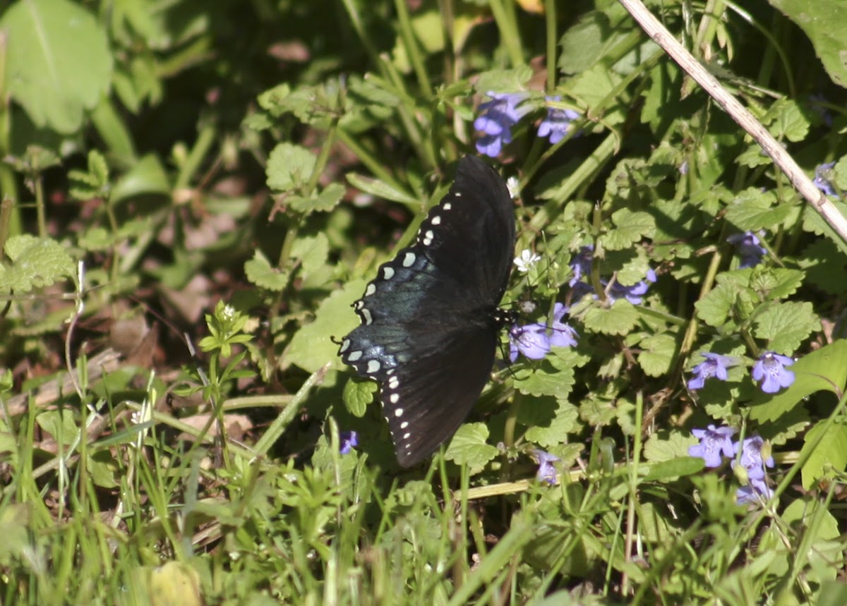 Spicebush Swallowtail