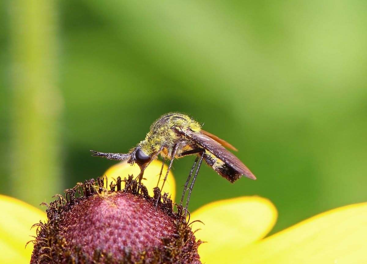 Hunchback Bee Fly