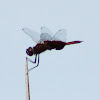 Red-mantled Saddlebag Dragonfly