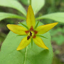 Whorled Yellow Loosestrife