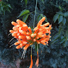 Flame vine