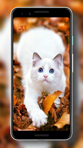 Wallpaper Kucing Lucu HD