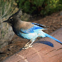 Steller's Jay