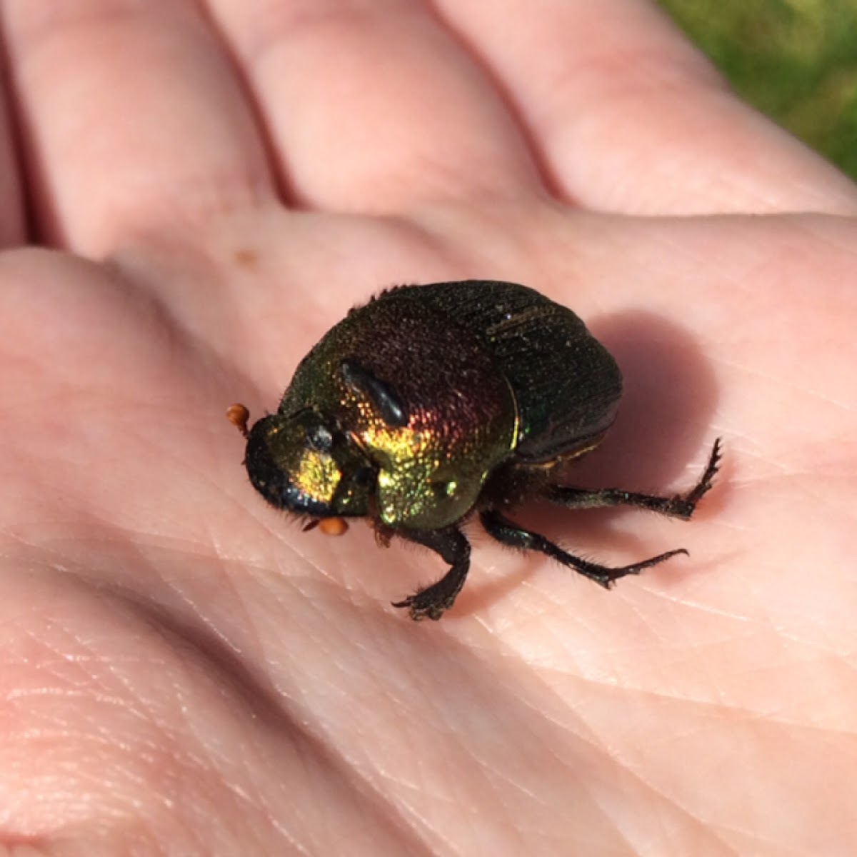 Rainbow Scarab (female)