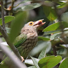 Lineated barbet