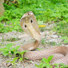 The Spectacled Cobra