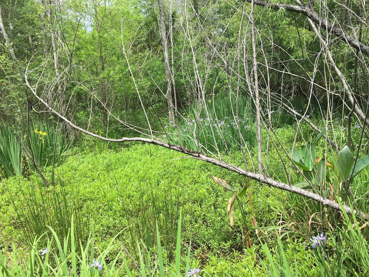 Broad-banded water snake